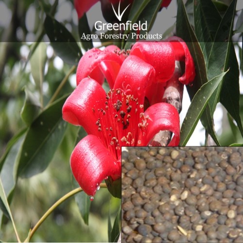 Semal musli tree seeds ( bombax mulabaricum )